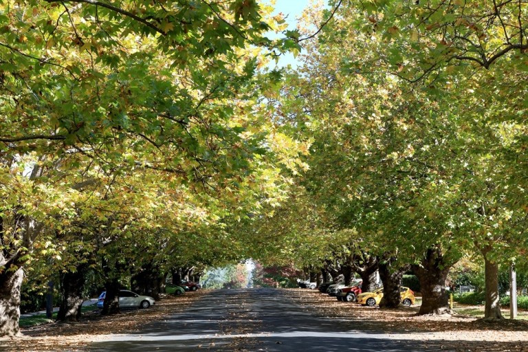 Image of green trees lining the road in Orange.